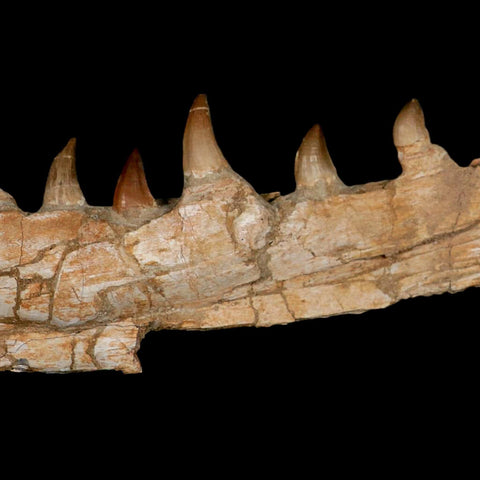 17.2" Mosasaur Prognathodon Fossil Jaw Section Teeth Cretaceous Dinosaur Era COA