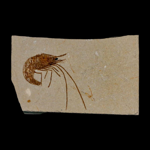 1.5" Fossil Shrimp Carpopenaeus Cretaceous Age 100 Mil Yrs Old Lebanon COA - Fossil Age Minerals