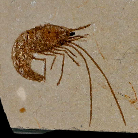 1.5" Fossil Shrimp Carpopenaeus Cretaceous Age 100 Mil Yrs Old Lebanon COA
