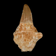 3.5" Tylosaurus Mosasaur Fossil Tooth Rooted Upper Cretaceous Dinosaur Era COA