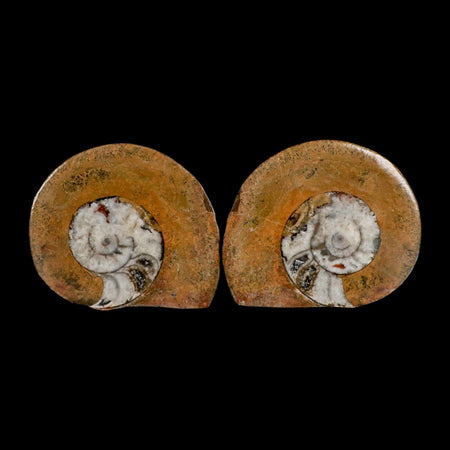 3.1" Goniatite Ammonite Fossil Polished, Cut Half's Erfoud Morocco Devonian Age COA