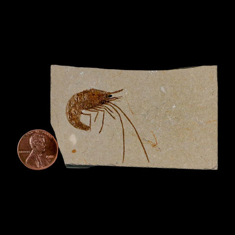 1.5" Fossil Shrimp Carpopenaeus Cretaceous Age 100 Mil Yrs Old Lebanon COA - Fossil Age Minerals