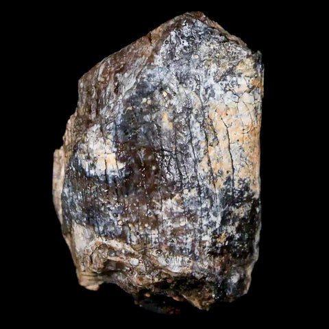 1" Jobaria Sauropod Fossil Tooth Middle Jurassic Age Dinosaur Tiourarén FM Niger - Fossil Age Minerals