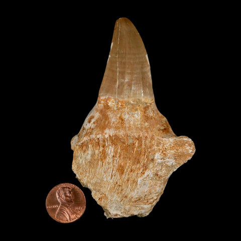 3.5" Tylosaurus Mosasaur Fossil Tooth Rooted Upper Cretaceous Dinosaur Era COA