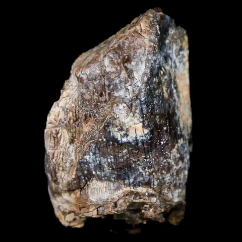 1" Jobaria Sauropod Fossil Tooth Middle Jurassic Age Dinosaur Tiourarén FM Niger - Fossil Age Minerals