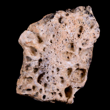 1.3" Crocodile Fossil Scute Armor Hell Creek FM Cretaceous Dinosaur Age Montana