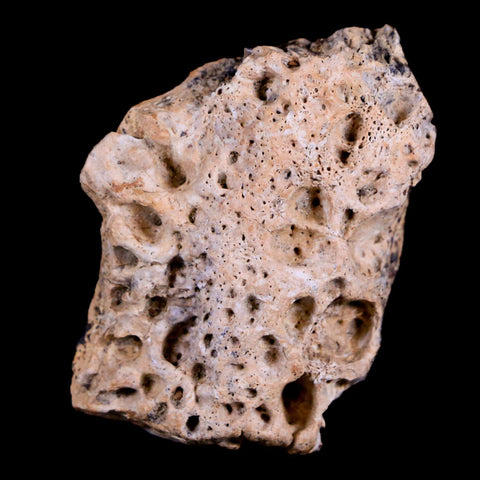 1.3" Crocodile Fossil Scute Armor Hell Creek FM Cretaceous Dinosaur Age Montana - Fossil Age Minerals