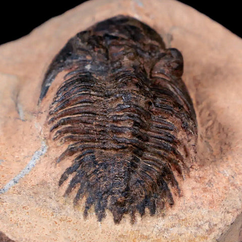 1.5" Metacanthina Issoumourensis Trilobite Fossil Devonian Age 400 Mil Yrs Old COA - Fossil Age Minerals