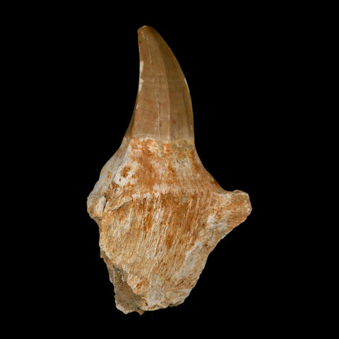 3.5" Tylosaurus Mosasaur Fossil Tooth Rooted Upper Cretaceous Dinosaur Era COA