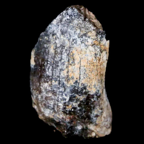 1" Jobaria Sauropod Fossil Tooth Middle Jurassic Age Dinosaur Tiourarén FM Niger - Fossil Age Minerals