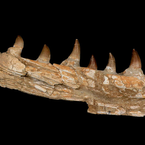 17.2" Mosasaur Prognathodon Fossil Jaw Section Teeth Cretaceous Dinosaur Era COA