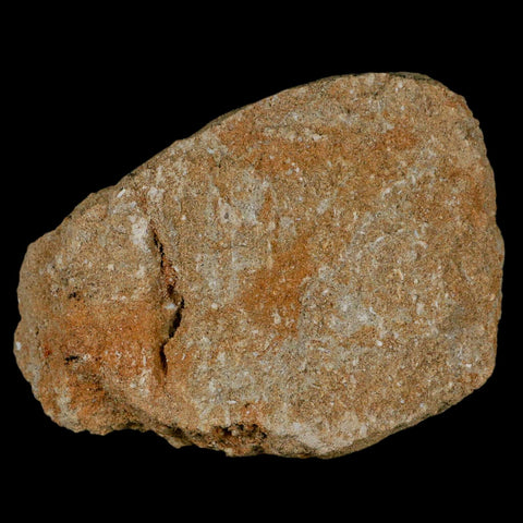 2.4" Mosasaur Prognathodon Fossil Tooth Rooted In Matrix Cretaceous Dinosaur Era