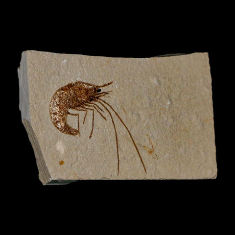 1.5" Fossil Shrimp Carpopenaeus Cretaceous Age 100 Mil Yrs Old Lebanon COA - Fossil Age Minerals