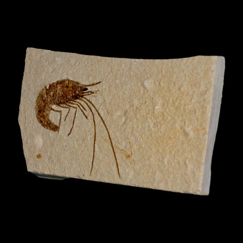 1.5" Fossil Shrimp Carpopenaeus Cretaceous Age 100 Mil Yrs Old Lebanon COA - Fossil Age Minerals