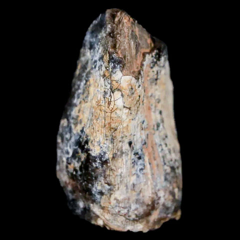 1" Jobaria Sauropod Fossil Tooth Middle Jurassic Age Dinosaur Tiourarén FM Niger - Fossil Age Minerals