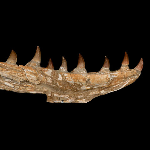 17.2" Mosasaur Prognathodon Fossil Jaw Section Teeth Cretaceous Dinosaur Era COA
