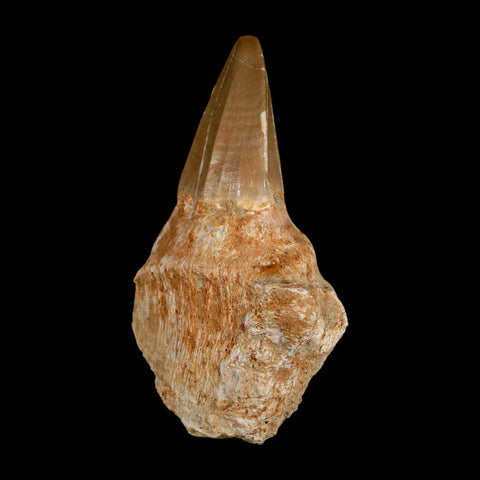 3.5" Tylosaurus Mosasaur Fossil Tooth Rooted Upper Cretaceous Dinosaur Era COA