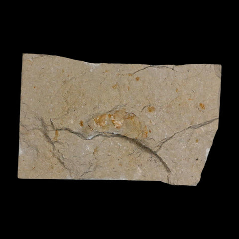 1.5" Fossil Shrimp Carpopenaeus Cretaceous Age 100 Mil Yrs Old Lebanon COA - Fossil Age Minerals