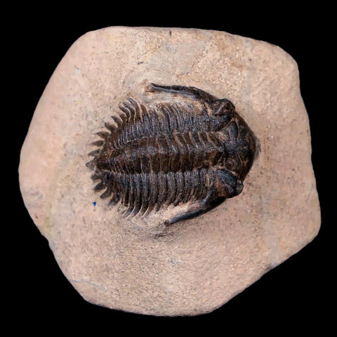 1.3" Metacanthina Issoumourensis Trilobite Fossil Devonian Age 400 Mil Yrs Old COA - Fossil Age Minerals