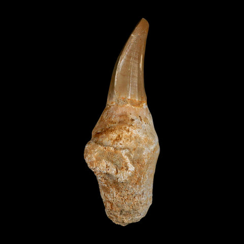 3.5" Tylosaurus Mosasaur Fossil Tooth Rooted Upper Cretaceous Dinosaur Era COA