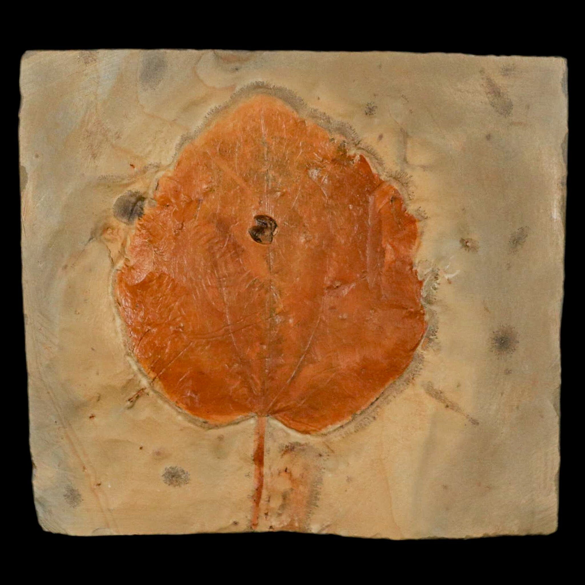 2.9" Zizyphoides Flabellum Fossil Plant Leaf Fort Union Glendive MT Paleocene Age - Fossil Age Minerals
