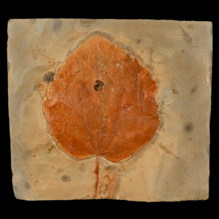 2.9" Zizyphoides Flabellum Fossil Plant Leaf Fort Union Glendive MT Paleocene Age