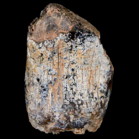 1" Jobaria Sauropod Fossil Tooth Middle Jurassic Age Dinosaur Tiourarén FM Niger