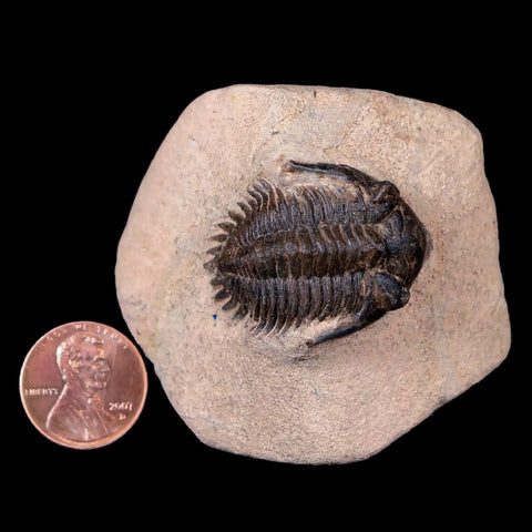 1.3" Metacanthina Issoumourensis Trilobite Fossil Devonian Age 400 Mil Yrs Old COA - Fossil Age Minerals