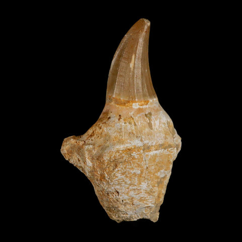 3.5" Tylosaurus Mosasaur Fossil Tooth Rooted Upper Cretaceous Dinosaur Era COA