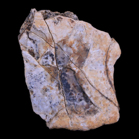 1.3" Crocodile Fossil Scute Armor Hell Creek FM Cretaceous Dinosaur Age Montana - Fossil Age Minerals