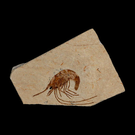 1.9" Fossil Shrimp Carpopenaeus Cretaceous Age 100 Mil Yrs Old Lebanon COA