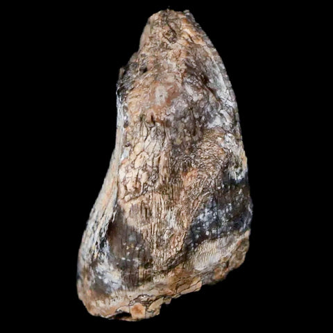 1" Jobaria Sauropod Fossil Tooth Middle Jurassic Age Dinosaur Tiourarén FM Niger - Fossil Age Minerals