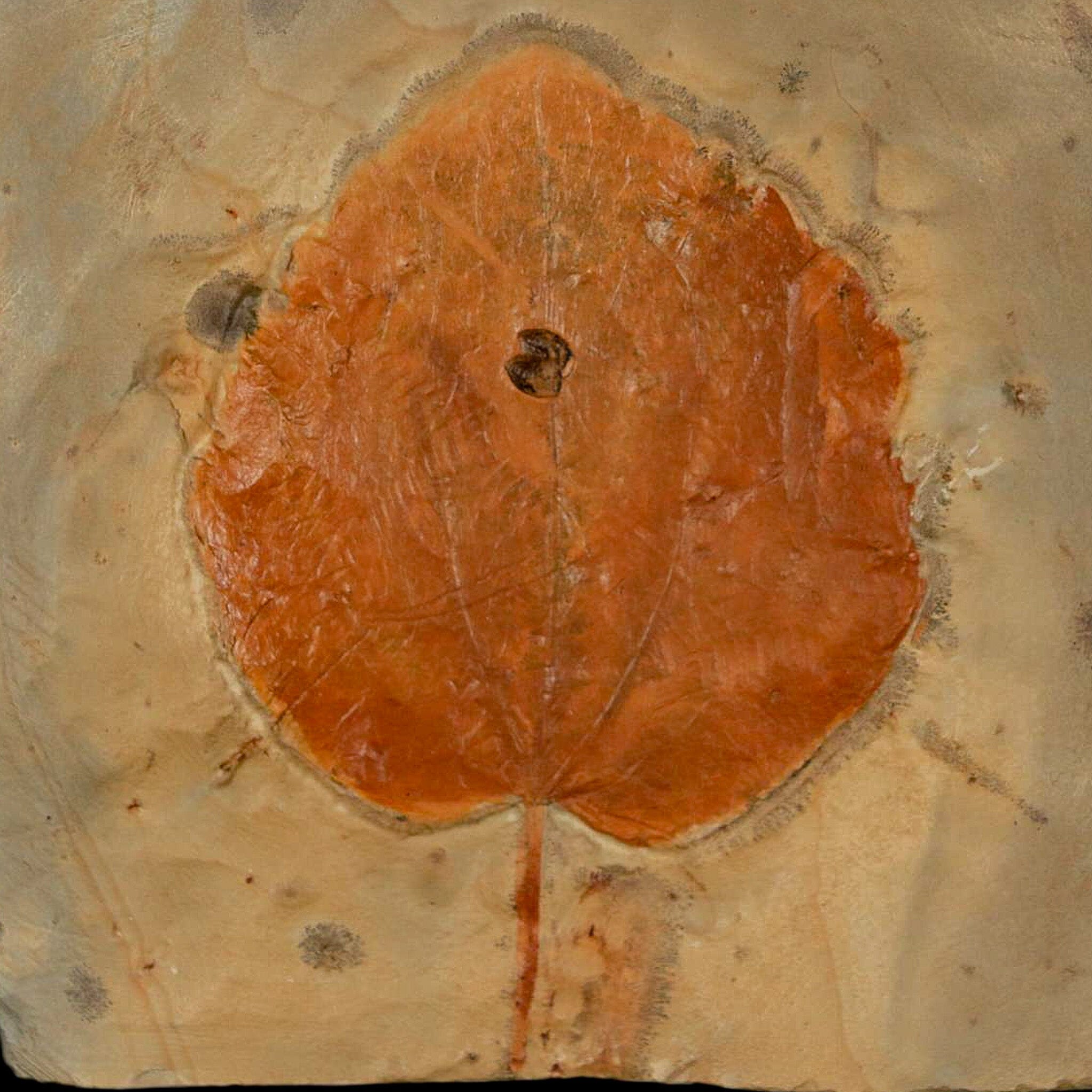 2.9" Zizyphoides Flabellum Fossil Plant Leaf Fort Union Glendive MT Paleocene Age - Fossil Age Minerals