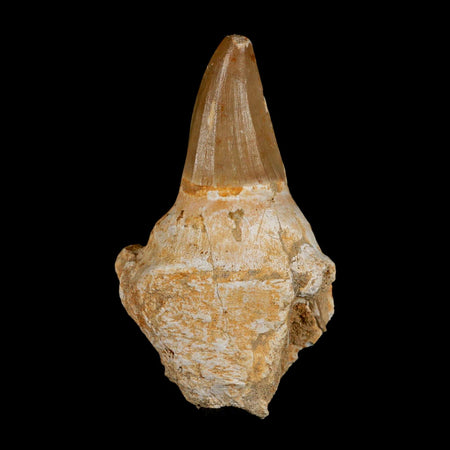 3.5" Tylosaurus Mosasaur Fossil Tooth Rooted Upper Cretaceous Dinosaur Era COA