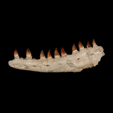 18.5" Mosasaur Prognathodon Fossil Jaw Section Teeth Cretaceous Dinosaur Era COA