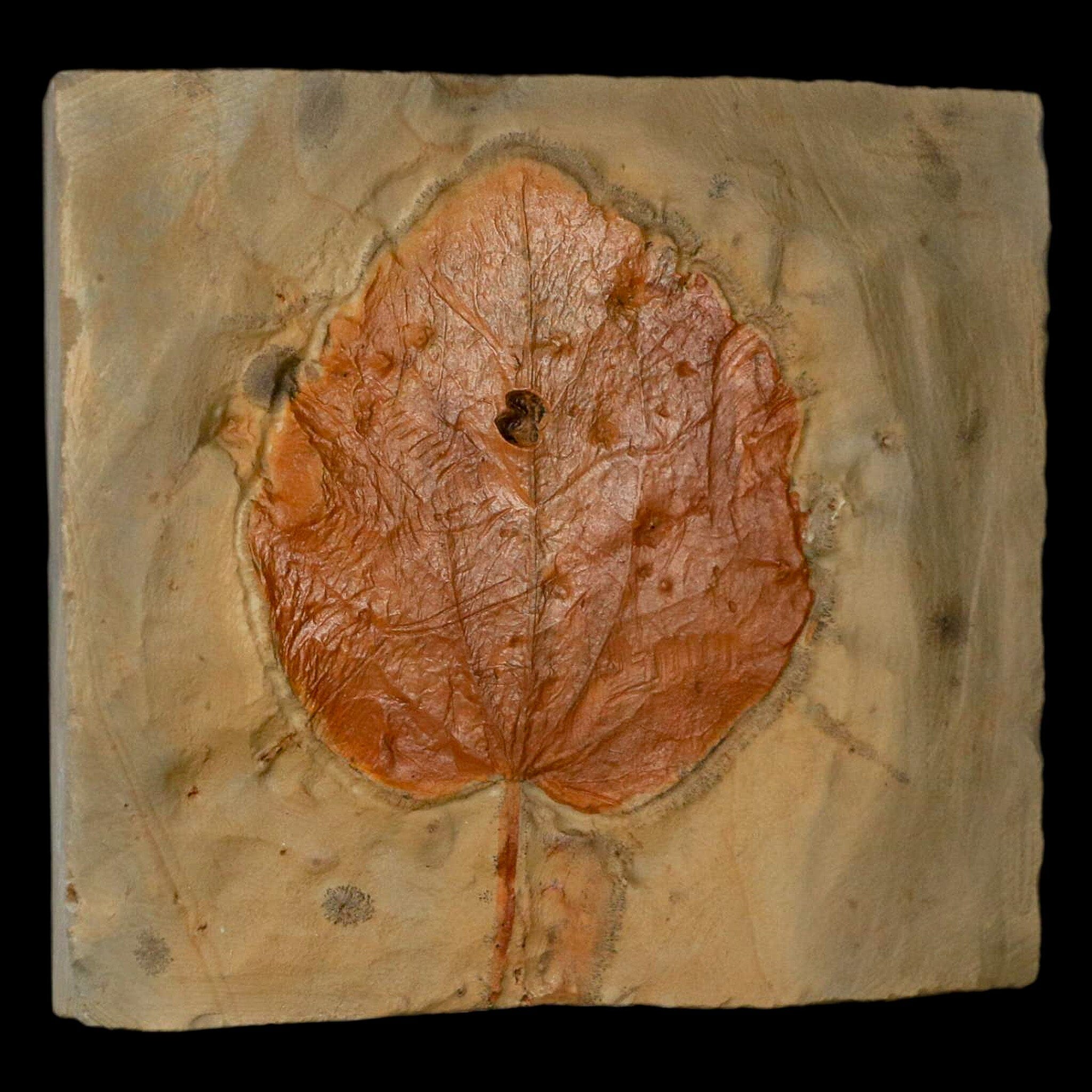 2.9" Zizyphoides Flabellum Fossil Plant Leaf Fort Union Glendive MT Paleocene Age - Fossil Age Minerals