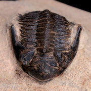 1.3" Metacanthina Issoumourensis Trilobite Fossil Devonian Age 400 Mil Yrs Old COA