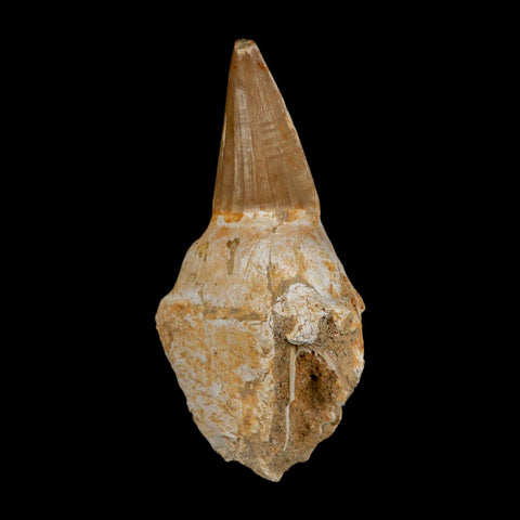 3.5" Tylosaurus Mosasaur Fossil Tooth Rooted Upper Cretaceous Dinosaur Era COA