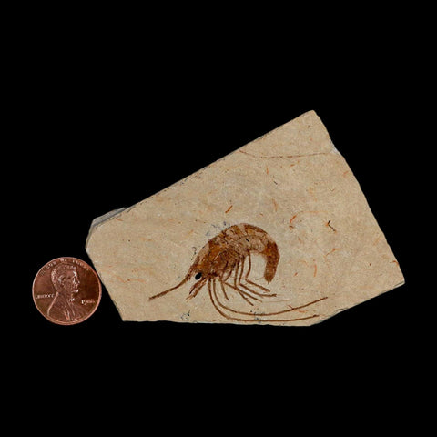 1.9" Fossil Shrimp Carpopenaeus Cretaceous Age 100 Mil Yrs Old Lebanon COA - Fossil Age Minerals