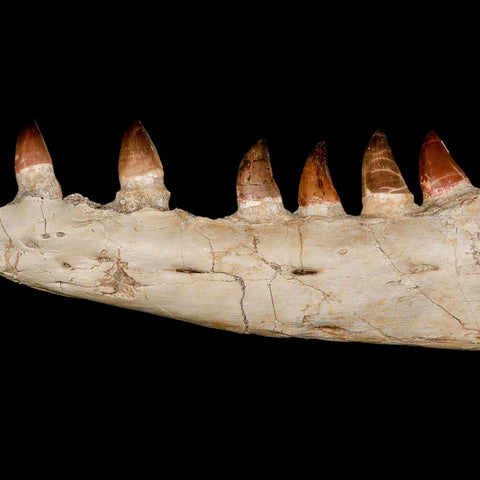 18.5" Mosasaur Prognathodon Fossil Jaw Section Teeth Cretaceous Dinosaur Era COA