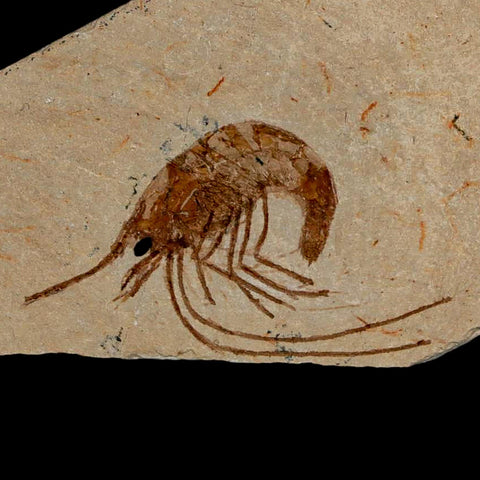 1.9" Fossil Shrimp Carpopenaeus Cretaceous Age 100 Mil Yrs Old Lebanon COA - Fossil Age Minerals