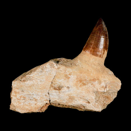 3.4" Mosasaur Prognathodon Fossil Tooth Jaw Section Cretaceous Dinosaur Era COA