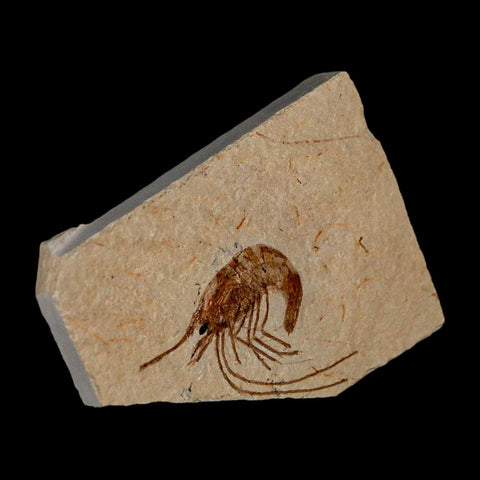 1.9" Fossil Shrimp Carpopenaeus Cretaceous Age 100 Mil Yrs Old Lebanon COA - Fossil Age Minerals