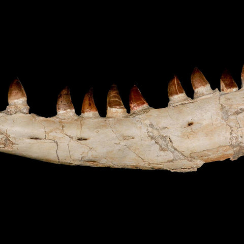 18.5" Mosasaur Prognathodon Fossil Jaw Section Teeth Cretaceous Dinosaur Era COA