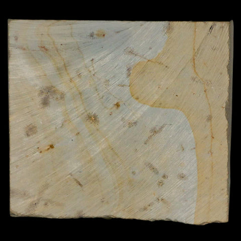 2.9" Zizyphoides Flabellum Fossil Plant Leaf Fort Union Glendive MT Paleocene Age