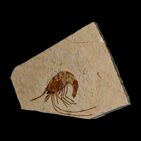 1.9" Fossil Shrimp Carpopenaeus Cretaceous Age 100 Mil Yrs Old Lebanon COA - Fossil Age Minerals