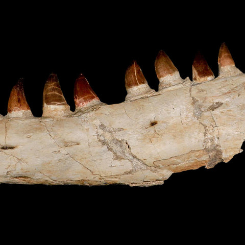 18.5" Mosasaur Prognathodon Fossil Jaw Section Teeth Cretaceous Dinosaur Era COA