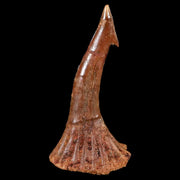 XL 2.1" Sawfish Fossil Tooth Barb Onchopristis Numidus Cretaceous Dinosaur Era COA