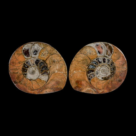 2.7" Goniatite Ammonite Fossil Polished, Cut Half's Erfoud Morocco Devonian Age COA - Fossil Age Minerals