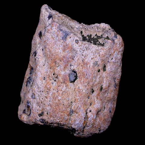 2" Triceratops Fossil Horn Bone Section Lance Creek FM Cretaceous Dinosaur WY COA - Fossil Age Minerals